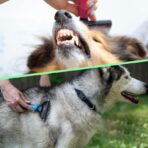 Cepillo para mascotas FK-24 - Imagen 5